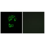 Immunofluorescence - Anti-GIMAP2 Antibody (C16003) - Antibodies.com