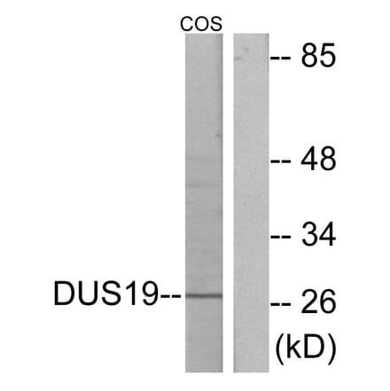 Western Blot - Anti-DUSP19 Antibody (C11401) - Antibodies.com