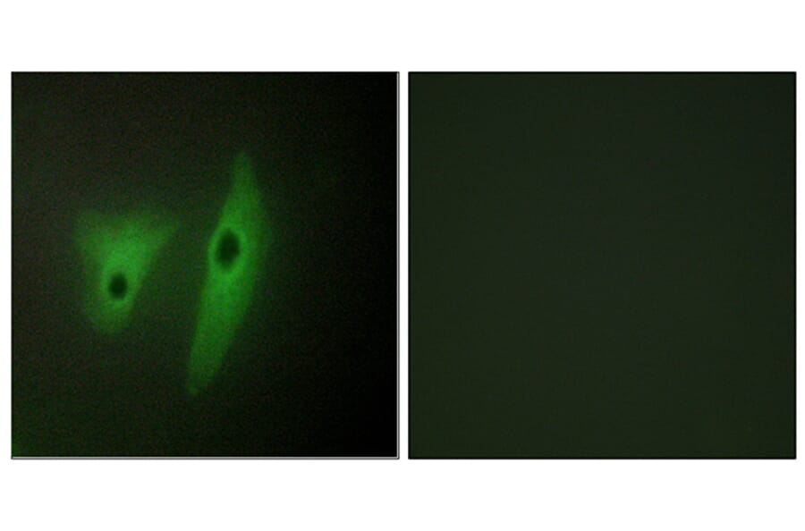 Immunofluorescence - Anti-DUSP19 Antibody (C11401) - Antibodies.com