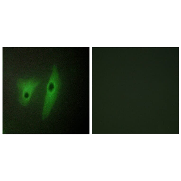 Immunofluorescence - Anti-DUSP19 Antibody (C11401) - Antibodies.com