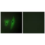 Immunofluorescence - Anti-DUSP19 Antibody (C11401) - Antibodies.com