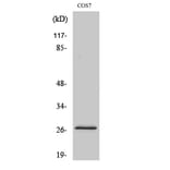 Western Blot - Anti-DUSP19 Antibody (C11401) - Antibodies.com