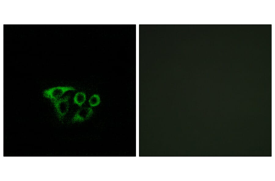Immunofluorescence - Anti-ATP5L2 Antibody (C14604) - Antibodies.com