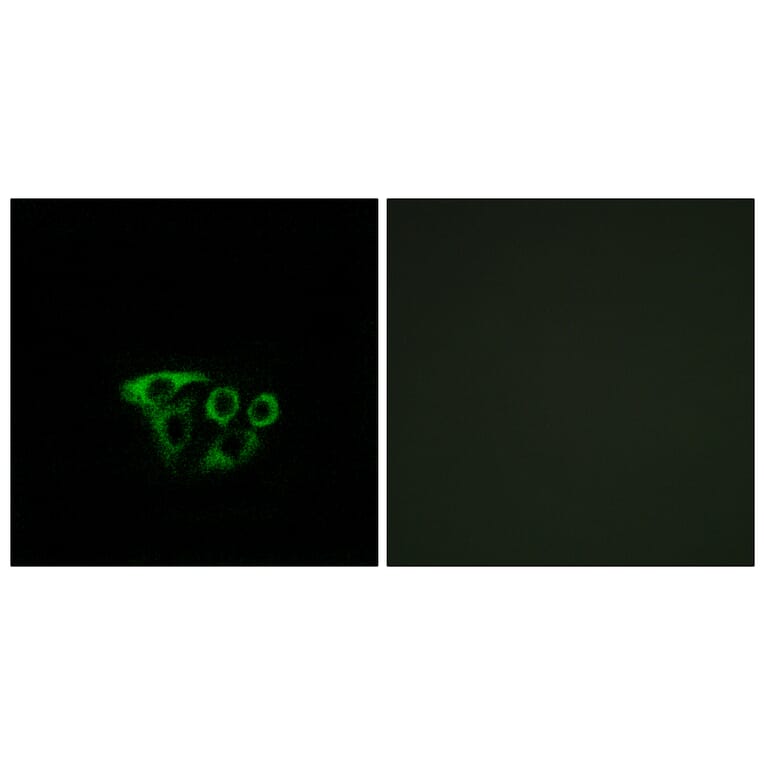 Immunofluorescence - Anti-ATP5L2 Antibody (C14604) - Antibodies.com