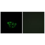 Immunofluorescence - Anti-ATP5L2 Antibody (C14604) - Antibodies.com