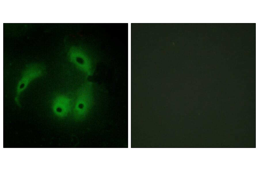 Immunofluorescence - Anti-AKAP14 Antibody (C11279) - Antibodies.com