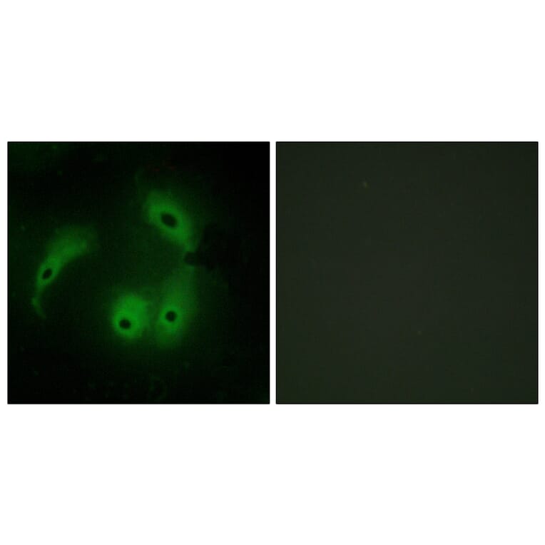 Immunofluorescence - Anti-AKAP14 Antibody (C11279) - Antibodies.com