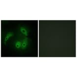 Immunofluorescence - Anti-AKAP14 Antibody (C11279) - Antibodies.com