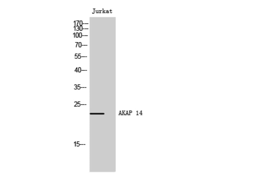 Western Blot - Anti-AKAP14 Antibody (C11279) - Antibodies.com