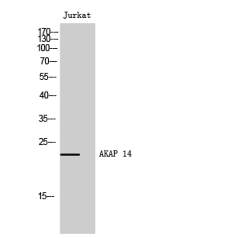 Western Blot - Anti-AKAP14 Antibody (C11279) - Antibodies.com