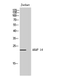 Western Blot - Anti-AKAP14 Antibody (C11279) - Antibodies.com