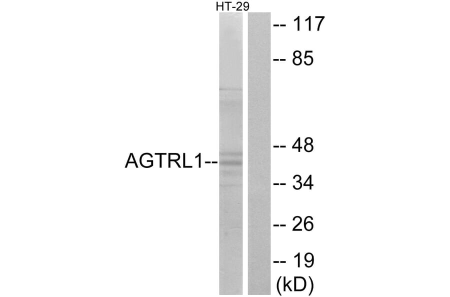 Western Blot - Anti-AGTRL1 Antibody (G031) - Antibodies.com