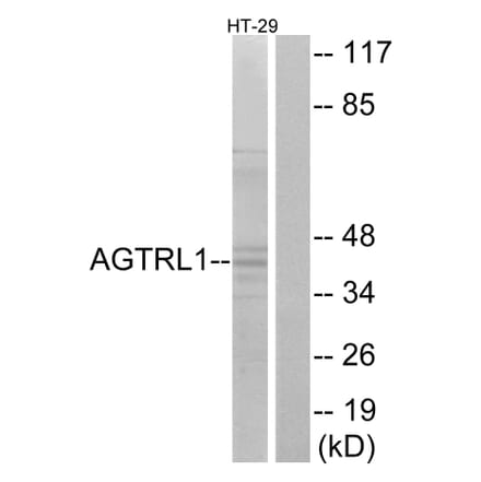 Western Blot - Anti-AGTRL1 Antibody (G031) - Antibodies.com