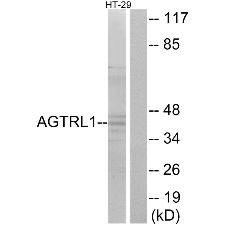 Western Blot - Anti-AGTRL1 Antibody (G031) - Antibodies.com