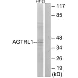 Western Blot - Anti-AGTRL1 Antibody (G031) - Antibodies.com