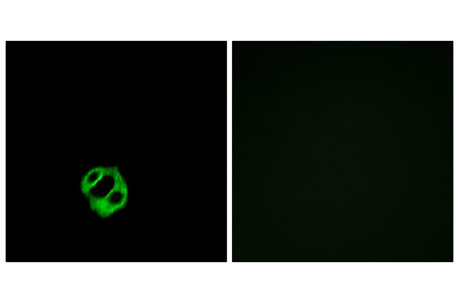 Immunofluorescence - Anti-AGTRL1 Antibody (G031) - Antibodies.com
