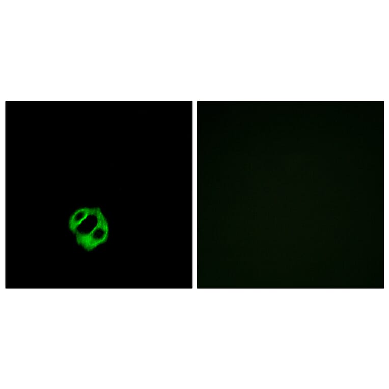 Immunofluorescence - Anti-AGTRL1 Antibody (G031) - Antibodies.com