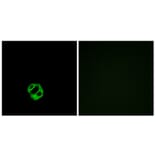 Immunofluorescence - Anti-AGTRL1 Antibody (G031) - Antibodies.com