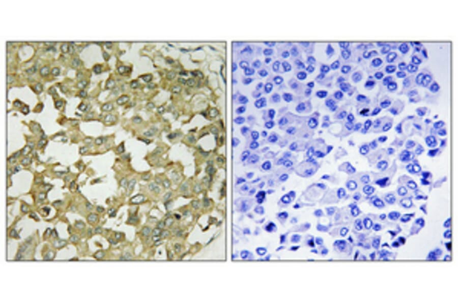 Immunohistochemistry - Anti-AGTRL1 Antibody (G031) - Antibodies.com