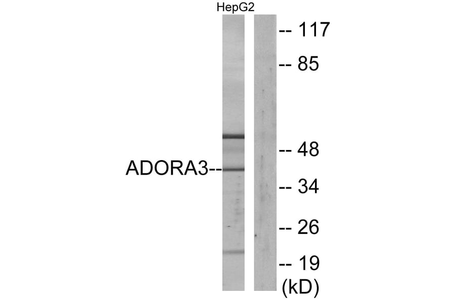 Western Blot - Anti-ADORA3 Antibody (G021) - Antibodies.com