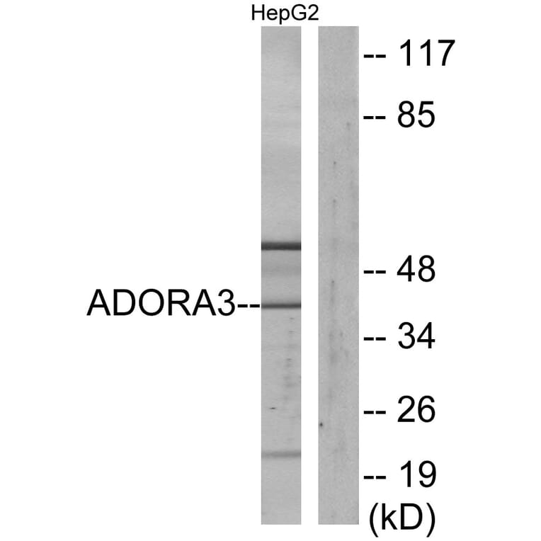 Western Blot - Anti-ADORA3 Antibody (G021) - Antibodies.com