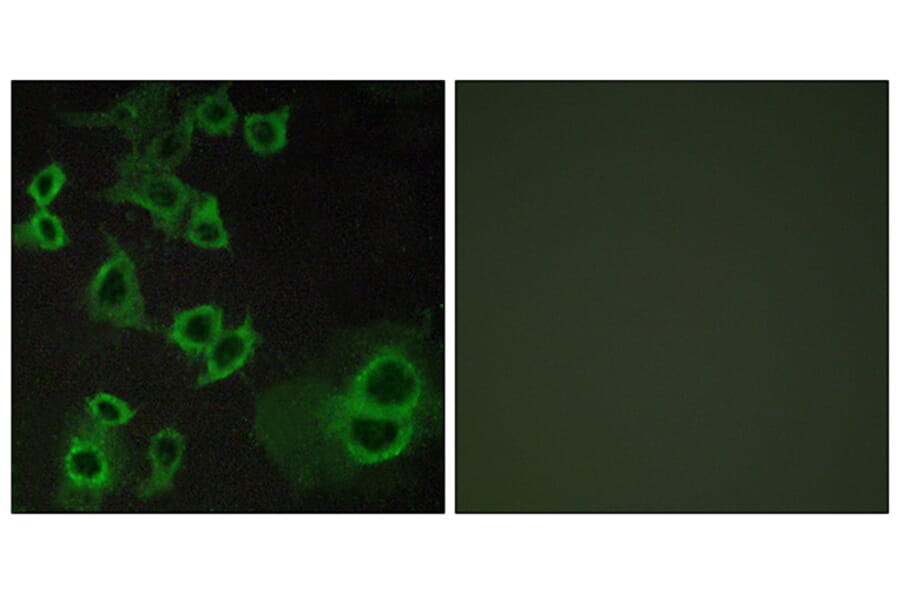 Immunofluorescence - Anti-ADORA3 Antibody (G021) - Antibodies.com