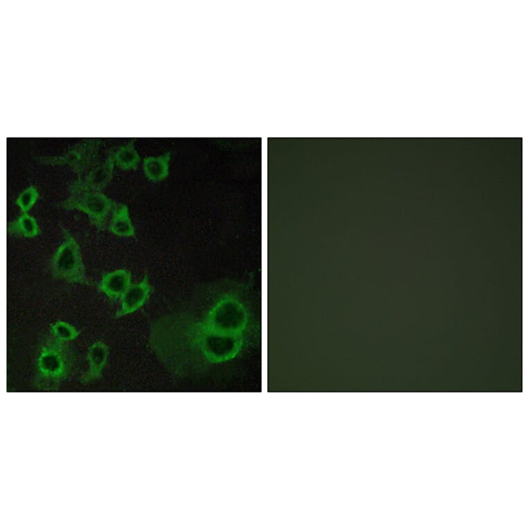 Immunofluorescence - Anti-ADORA3 Antibody (G021) - Antibodies.com