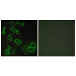 Immunofluorescence - Anti-ADORA3 Antibody (G021) - Antibodies.com