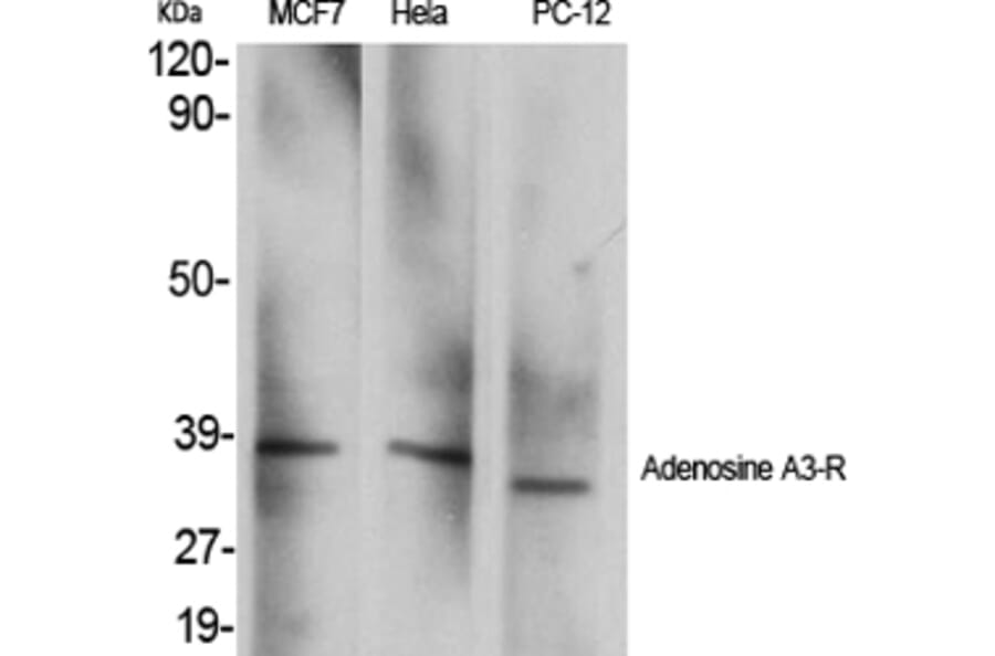 Western Blot - Anti-ADORA3 Antibody (G021) - Antibodies.com