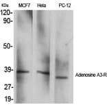 Western Blot - Anti-ADORA3 Antibody (G021) - Antibodies.com