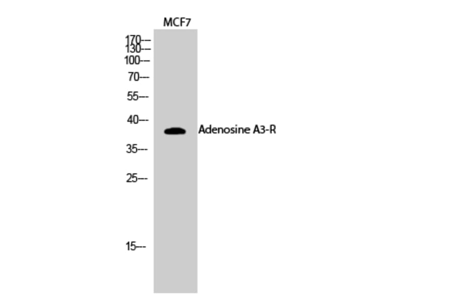 Western Blot - Anti-ADORA3 Antibody (G021) - Antibodies.com