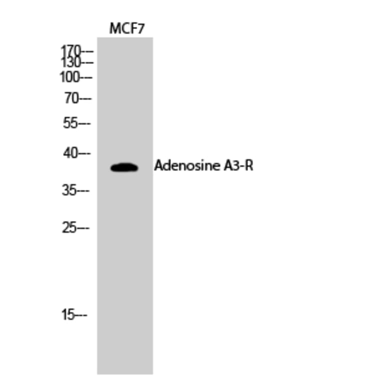Western Blot - Anti-ADORA3 Antibody (G021) - Antibodies.com