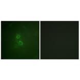 Immunofluorescence - Anti-CD227 Antibody (B1193) - Antibodies.com