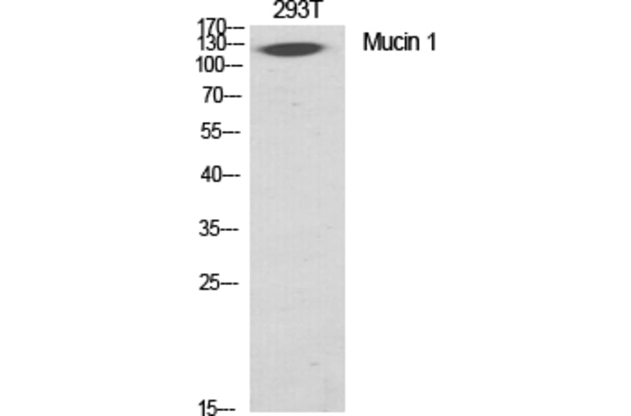 Western Blot - Anti-CD227 Antibody (B1193) - Antibodies.com