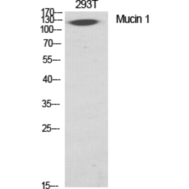 Western Blot - Anti-CD227 Antibody (B1193) - Antibodies.com
