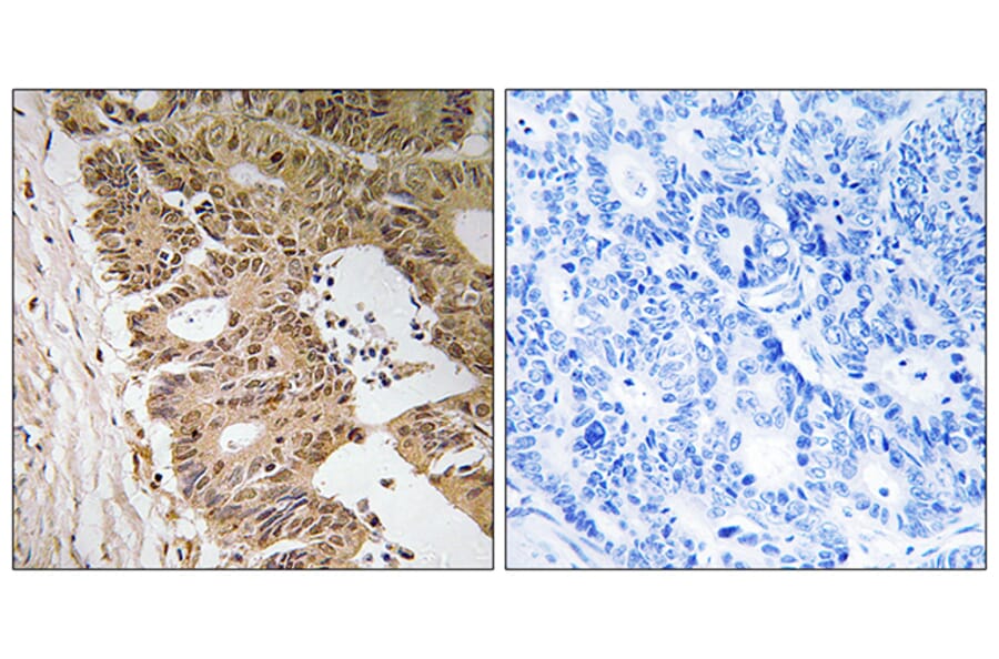 Immunohistochemistry - Anti-ZC3H8 Antibody (C19576) - Antibodies.com