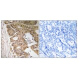 Immunohistochemistry - Anti-ZC3H8 Antibody (C19576) - Antibodies.com