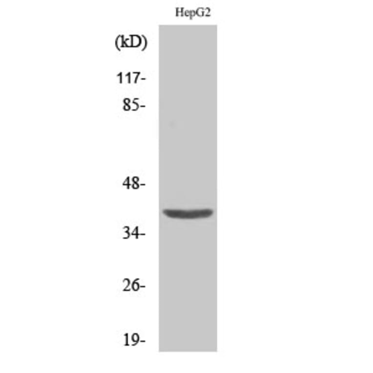 Western Blot - Anti-ZC3H8 Antibody (C19576) - Antibodies.com