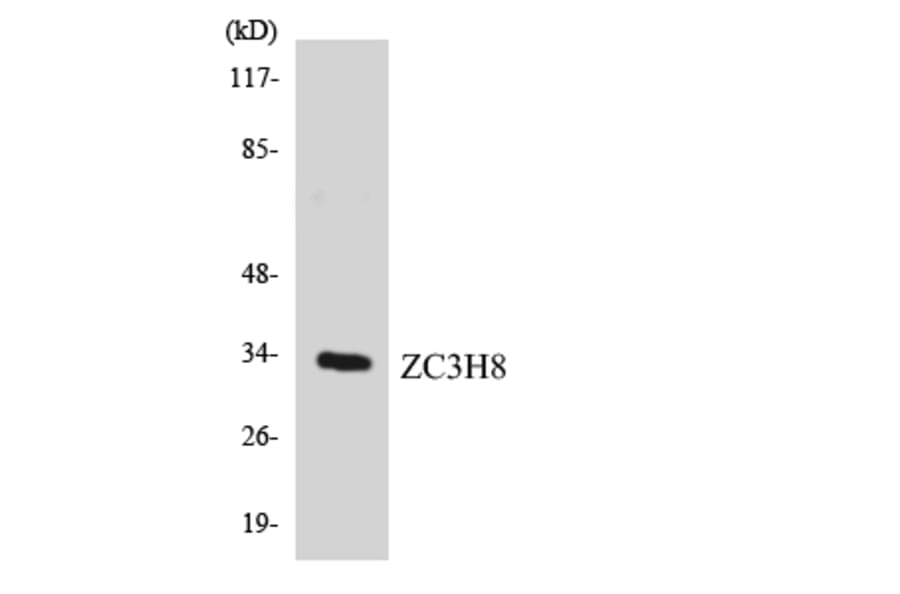 Western Blot - Anti-ZC3H8 Antibody (R12-3689) - Antibodies.com