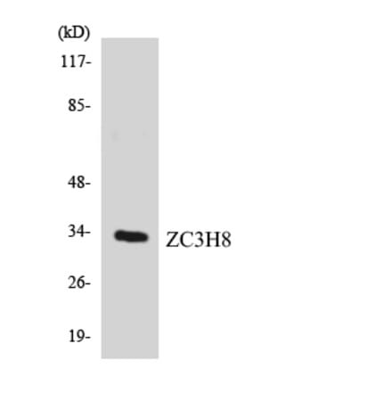 Western Blot - Anti-ZC3H8 Antibody (R12-3689) - Antibodies.com