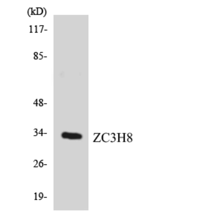 Western Blot - Anti-ZC3H8 Antibody (R12-3689) - Antibodies.com