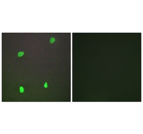 Immunofluorescence - Anti-XRCC3 Antibody (C13130) - Antibodies.com
