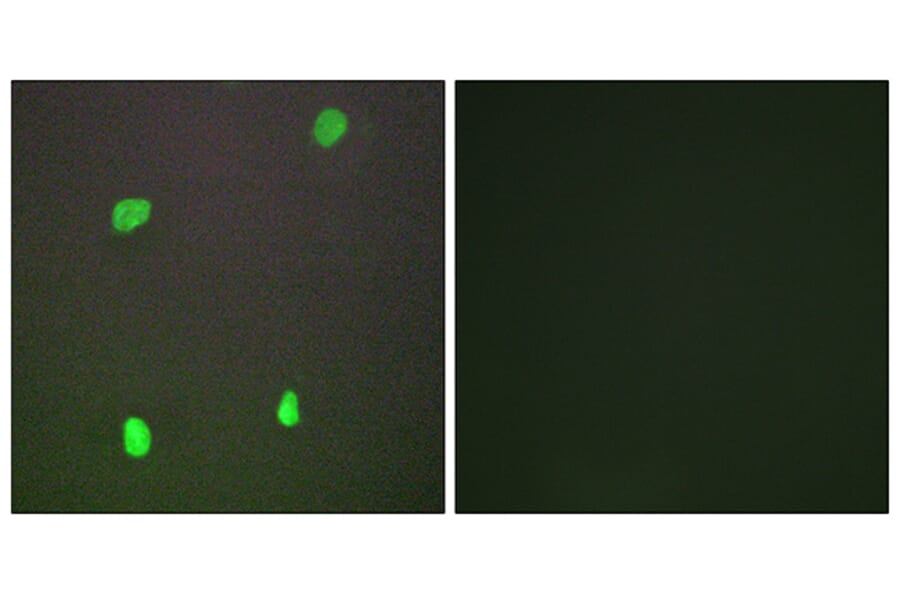 Immunofluorescence - Anti-XRCC3 Antibody (C13130) - Antibodies.com