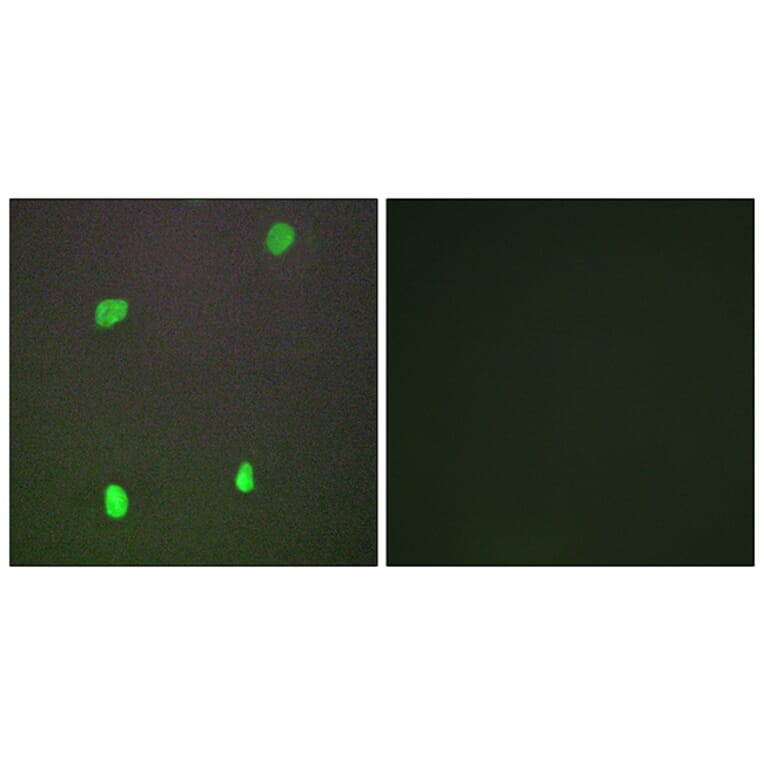 Immunofluorescence - Anti-XRCC3 Antibody (C13130) - Antibodies.com