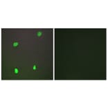 Immunofluorescence - Anti-XRCC3 Antibody (C13130) - Antibodies.com