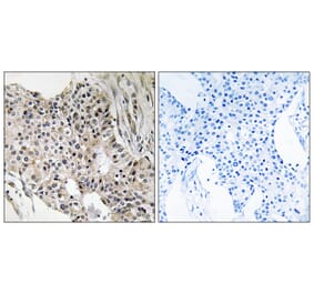 Immunohistochemistry - Anti-UEVLD Antibody (C19451) - Antibodies.com