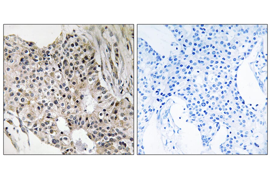 Immunohistochemistry - Anti-UEVLD Antibody (C19451) - Antibodies.com