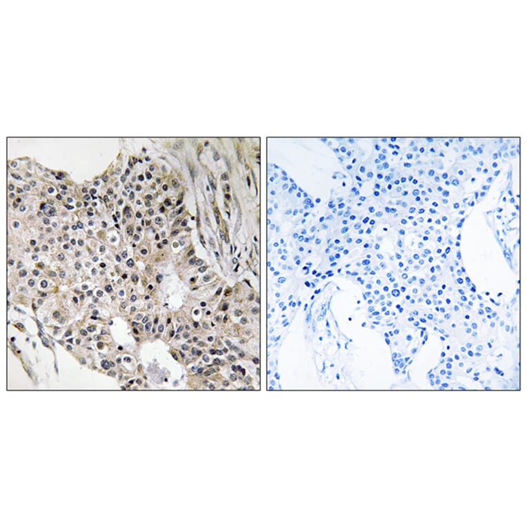 Immunohistochemistry - Anti-UEVLD Antibody (C19451) - Antibodies.com