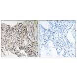 Immunohistochemistry - Anti-UEVLD Antibody (C19451) - Antibodies.com