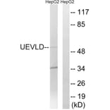 Western Blot - Anti-UEVLD Antibody (C19451) - Antibodies.com
